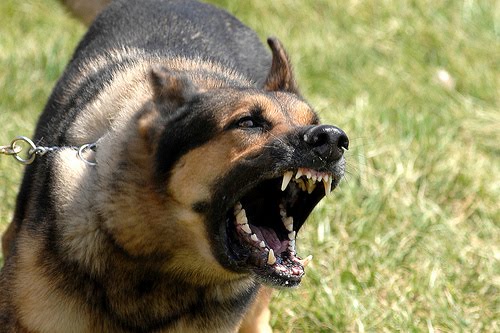 Cynophobia How to Overcome Your Fear of Dogs
