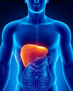 Causes and Symptoms of Liver Working too Hard