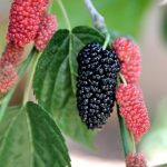 14 Skin And Health Benefits Of Mulberry