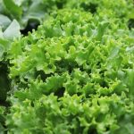 Lettuce, Salad, Garden, Plants