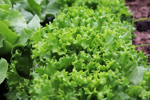 Lettuce, Salad, Garden, Plants