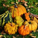 pumpkins-1712841_1280.jpg