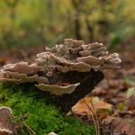 Free Mushrooms Fungi photo and picture