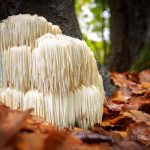 Rare Lion’s mane mushroom in a Dutch forest
