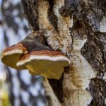 Small chaga mushroom for brewing tea grows on birch in the fores